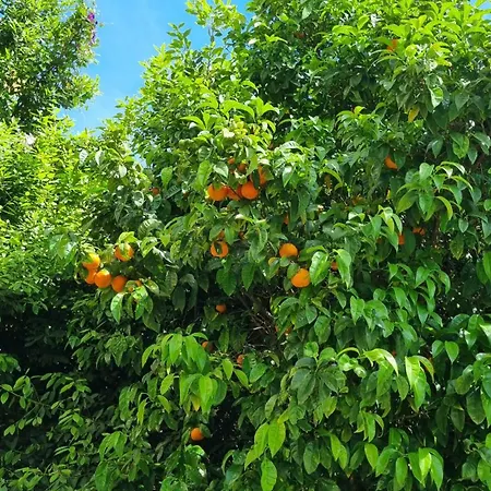 Citrus & Azur * Dubrovnik
